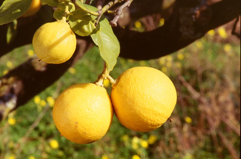 Il bergamotto di Reggio Calabria