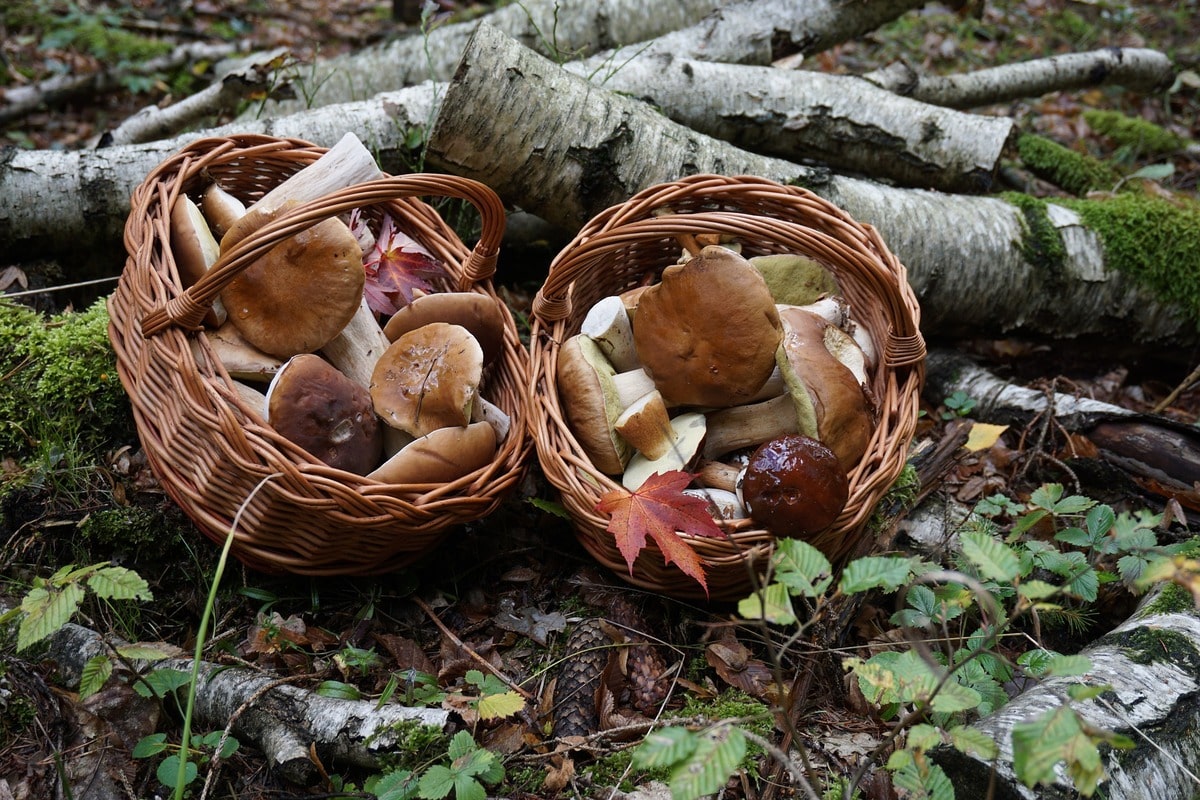 porcini della tuscia