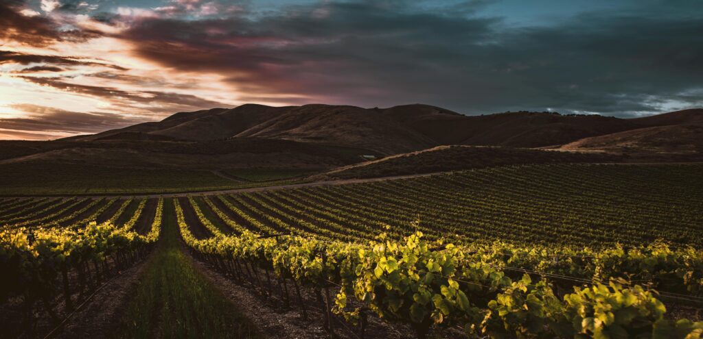 migliori vini per la primavera