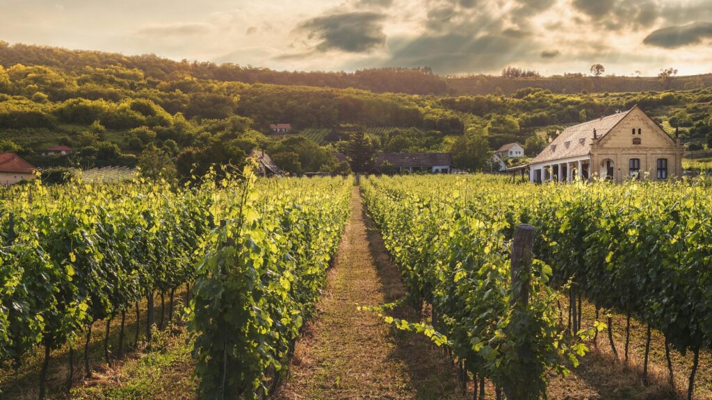 Il terroir del vino