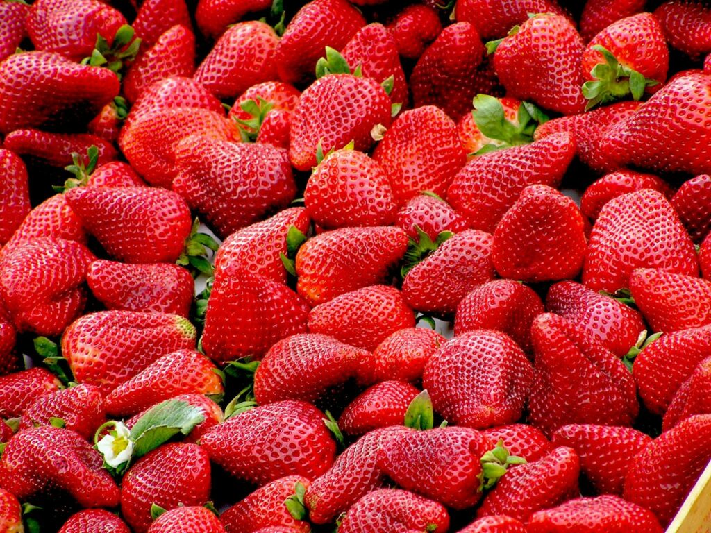 festa della fragola