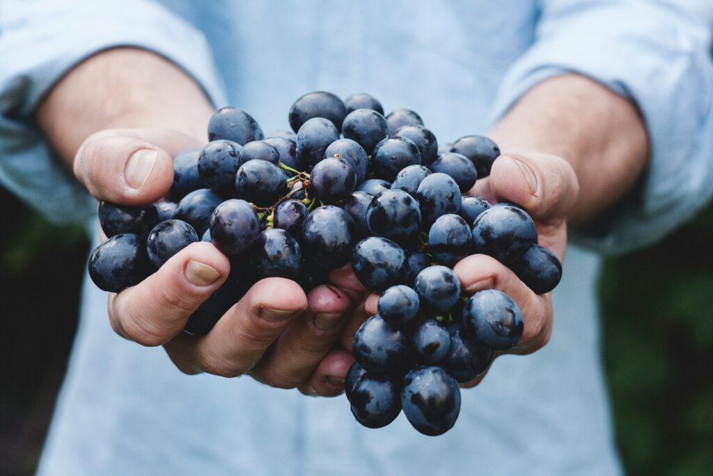 benefici dell'uva e le feste della vendemmia