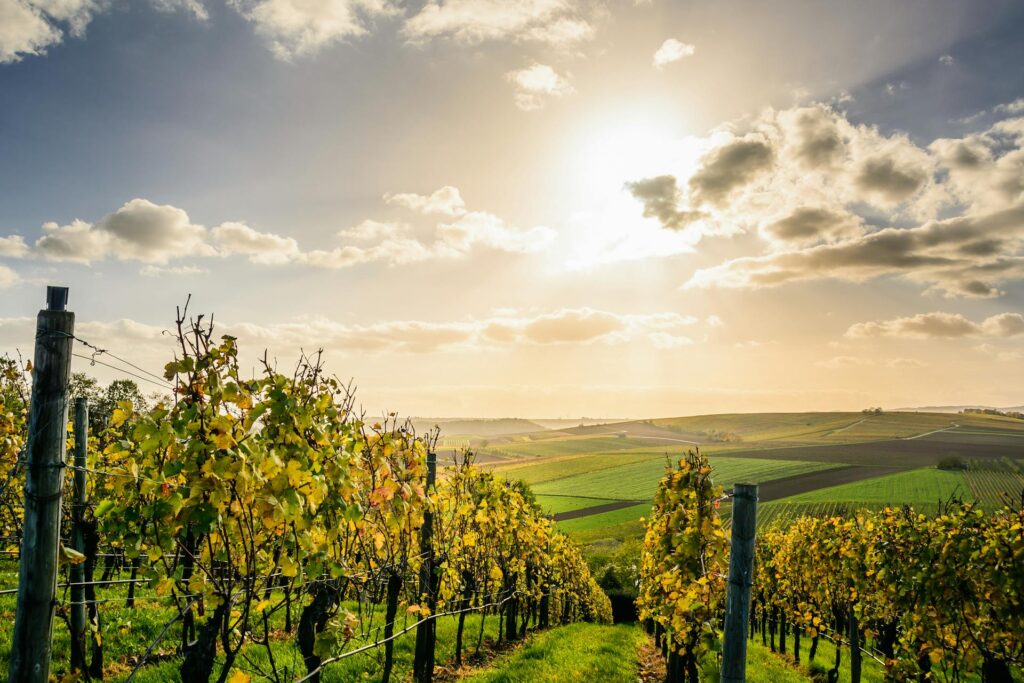 I Migliori Vini dell'Estate 2025