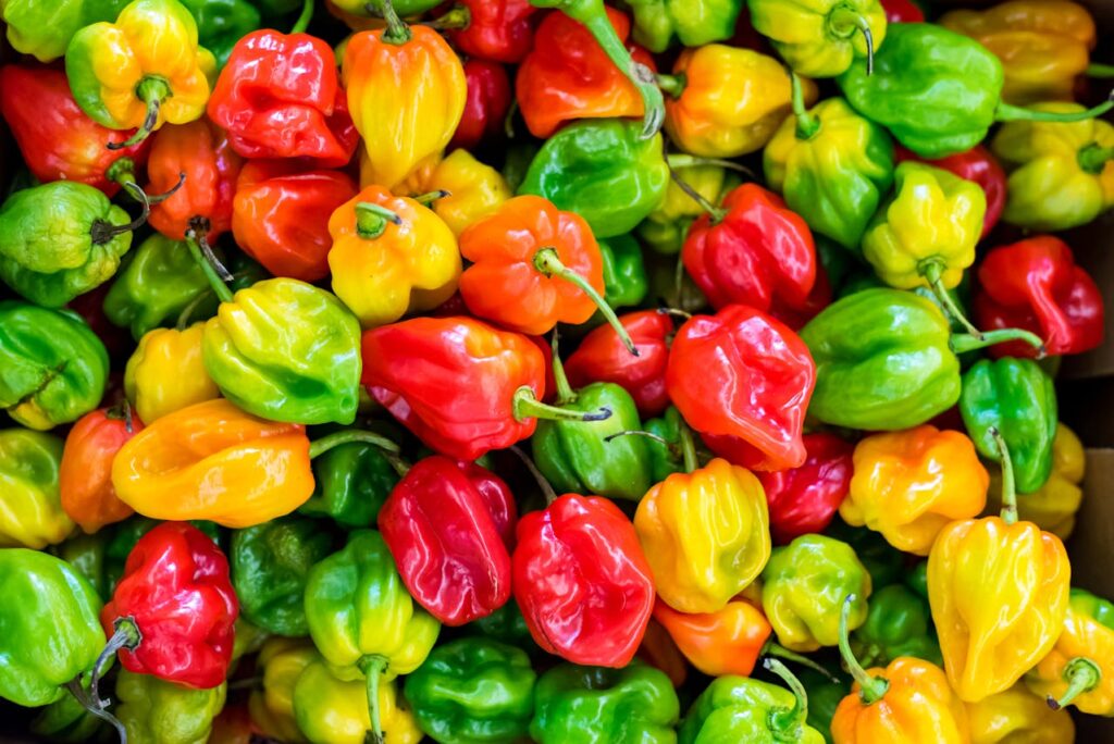 enogastronomia dello yucatan - habanero