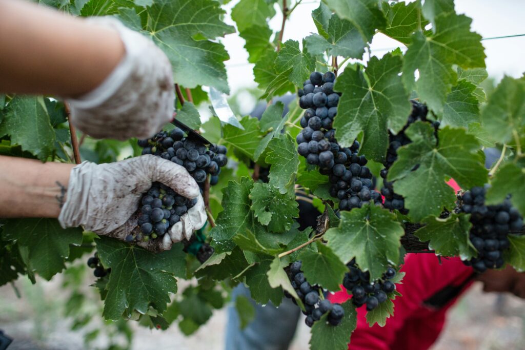 benefici dell'uva e le feste della vendemmia