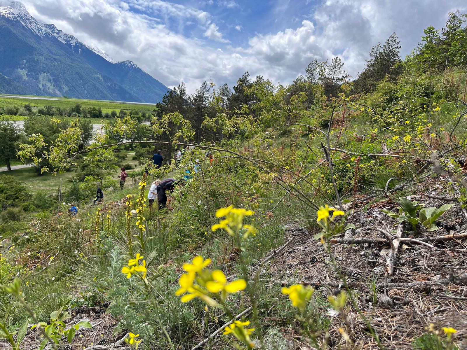 In Val Venosta c’è un Pascolo per le api